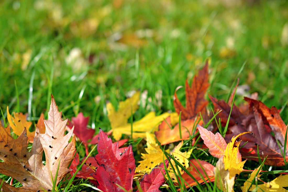 Gartentipps für den Herbstanfang