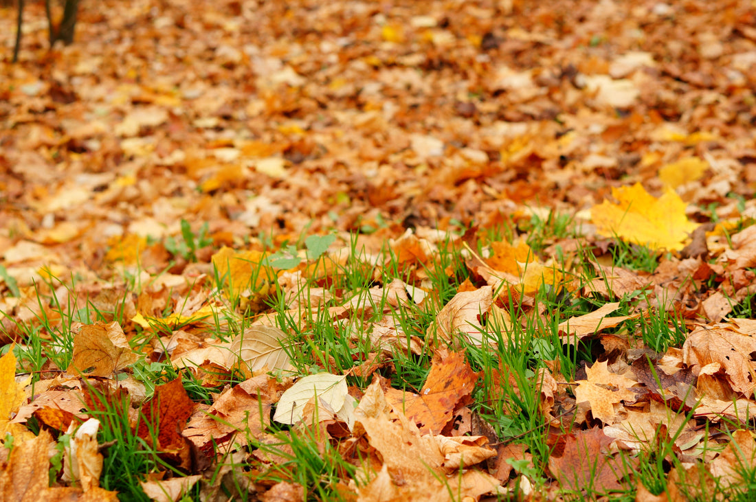 Gartentipps für die kalte Jahreszeit